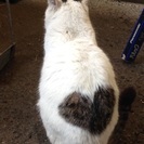 背中にハートの模様の可愛い猫ちゃんです。の画像