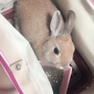 かわいいうさぎちゃん里親募集