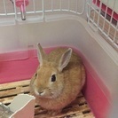 かわいいうさぎちゃん里親募集 - 世田谷区