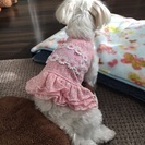 女子友探してます