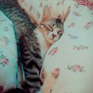 2歳の猫あげます