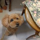 シャンプー、カットモデル犬を募集