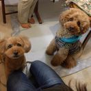 シャンプー、カットモデル犬を募集 - 稲城市