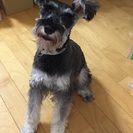 ミニチュア シュナウザー10ヶ月 − 東京都
