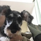 ミニチュア シュナウザー10ヶ月 - 犬