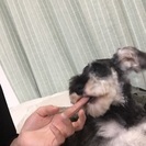 ミニチュア シュナウザー10ヶ月 - 渋谷区