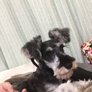ミニチュア シュナウザー10ヶ月