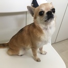 至急　チワワ（オス３歳）　里親になっていただける方を探しています...