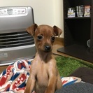 里親さがしています！