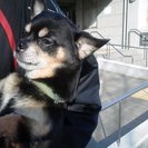 飼い主さんの親戚の方が　引き取る事になりました。　緊急　飼い主さ...