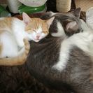 愛知県小牧市で猫もらってくれる方を探してます