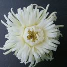 (仙台)タイカービング体験、レッスンの画像
