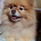 里親になってくださる方を探しています！