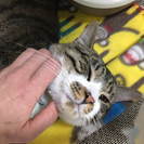猫も人も大好きな淋しがり屋の捨て猫・佐吉くん1才