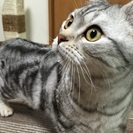 アメショー♂一歳　血統書付き