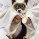 ブルーアイの綺麗なシャムミックスの8ヶ月メス猫ちゃん