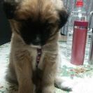 雄の仔犬の里親様を募集致します。