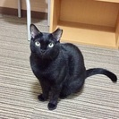 程よく人にも慣れている素直な子です - 猫