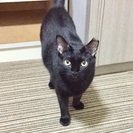 程よく人にも慣れている素直な子です - 瀬戸市