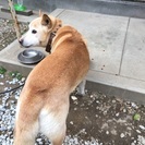 【里親募集】13歳雑種オス − 宮崎県