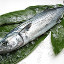 3月25日《東京》定員30名　東京魚会　～春を告げる鰆(サワラ)...