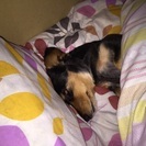 犬友募集