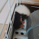 モルモット