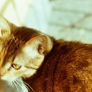 35mmフィルム　ソラリスSolaris100　24枚撮り　フィルムカメラ用の画像