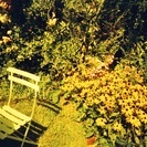 35mmフィルム　ソラリスSolaris100　24枚撮り　フィルムカメラ用の画像