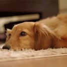 動物が好きな人歓迎！ペット業界の事務作業・電話受付大募集の画像