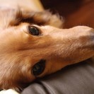 動物が好きな人歓迎！ペット業界の事務作業・電話受付大募集の画像