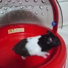 ゴル系ハムスター里親募集