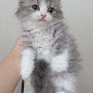 ネコのお世話のアルバイト