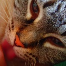審査無し！ねこちゃん里親さん探してます！のろの画像