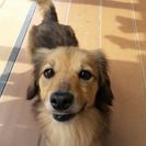 【譲渡決定しました】(譲渡先は愛媛中予限定)Mix成犬メスの里親...