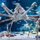 蟹がみたい！水族館に行きませう(((o(*ﾟ▽ﾟ*)o)))