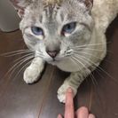 『募集一時停止』ブルーアイの人大好き猫