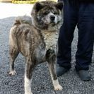 人間大好きな秋田犬です！