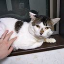 ブラウンタビー×ホワイト柄の餅みたいなネコの画像