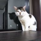 ブラウンタビー×ホワイト柄の餅みたいなネコ - 猫