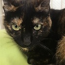 人が大好きな超甘えん坊サビ猫ヒスイちゃん！