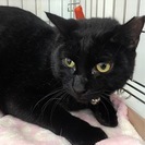 ちょっぴりシャイな正統派黒猫のヤマくん！