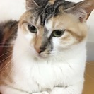 子育てを終えてスリゴロになった三毛猫アリスちゃん！