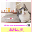 まあるいお顔の茶白猫のトヨちゃん！ - 日野市
