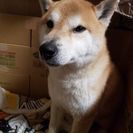 柴犬雄 2〜3歳 おとなしく人懐こい子です。