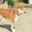 純血柴犬オス1歳半、里親さがしていますの画像