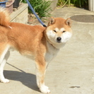 純血柴犬オス1歳半、里親さがしています - 相模原市