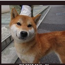 新しい飼い主さんが決まり保健所からでました。ありがとうございました。