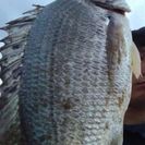 釣り仲間募集