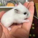 ＊ハムスターの赤ちゃん＊